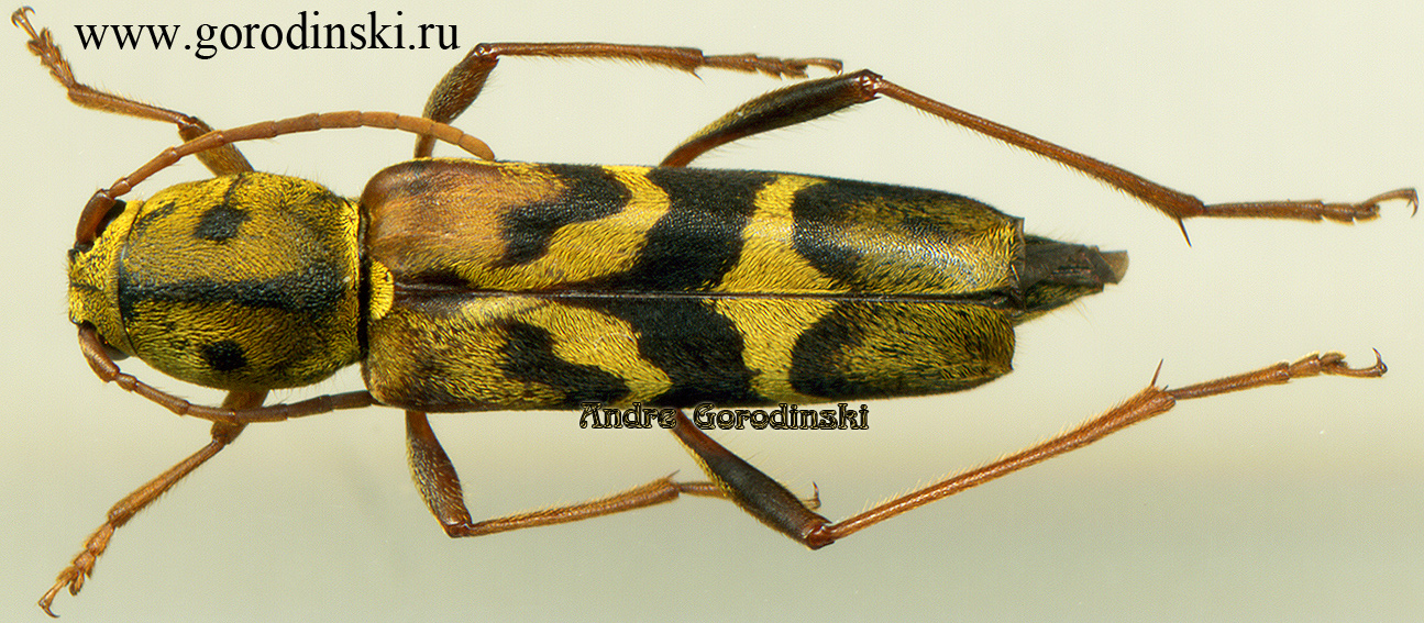 http://www.gorodinski.ru/cerambyx/Xylotrechus sp.1.jpg